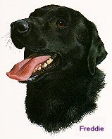 Crni labrador