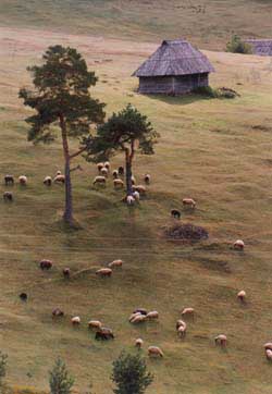 Sheeps at fields of Zlatibor...